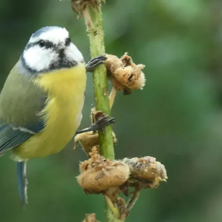 Casa vacanze W Starym Ogrodzie Wolimierz