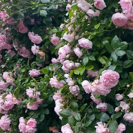 W Starym Ogrodzie Wolimierz