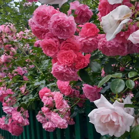 Casa vacanze W Starym Ogrodzie