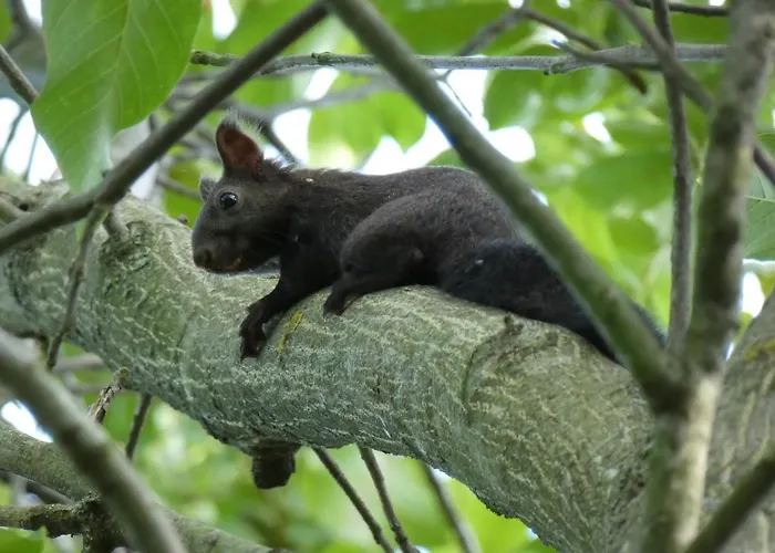 W Starym Ogrodzie * Wolimierz