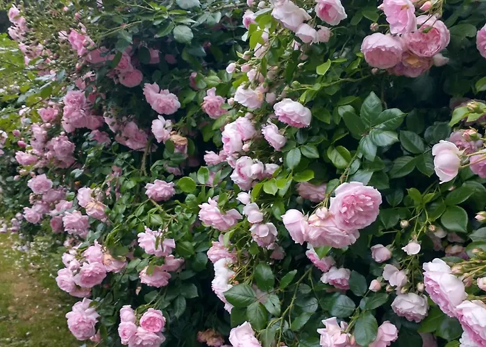 W Starym Ogrodzie Wolimierz